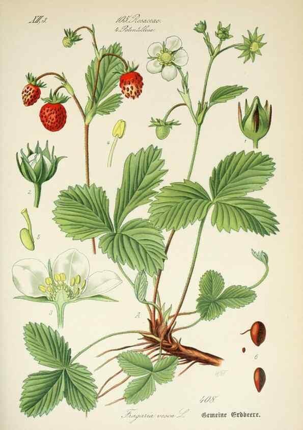 Reproducción/Reproduction 7982415230: Prof. Dr. Thomé's Flora von Deutschland, Österreich und der Schweiz, in Wort und Bild, für Schule und Haus ; mit ... Tafeln ... von Walter Müller.. Gera-Untermhaus :F.E. Köhler,1886-1934.