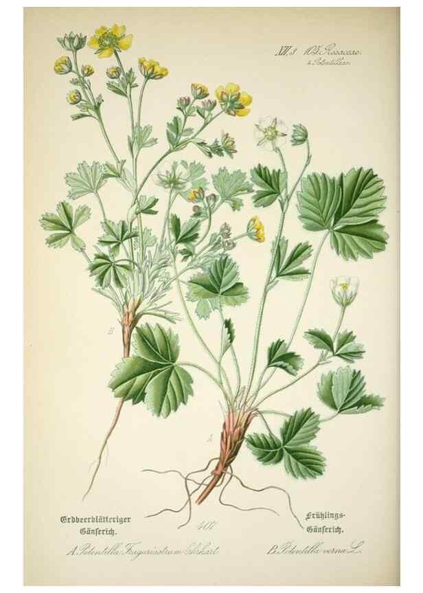 Reproducción/Reproduction 7982414854: Prof. Dr. Thomé's Flora von Deutschland, Österreich und der Schweiz, in Wort und Bild, für Schule und Haus ; mit ... Tafeln ... von Walter Müller.. Gera-Untermhaus :F.E. Köhler,1886-1934.