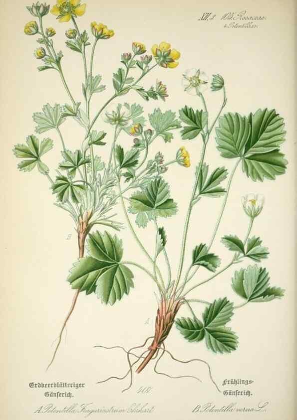 Reproducción/Reproduction 7982414854: Prof. Dr. Thomé's Flora von Deutschland, Österreich und der Schweiz, in Wort und Bild, für Schule und Haus ; mit ... Tafeln ... von Walter Müller.. Gera-Untermhaus :F.E. Köhler,1886-1934.
