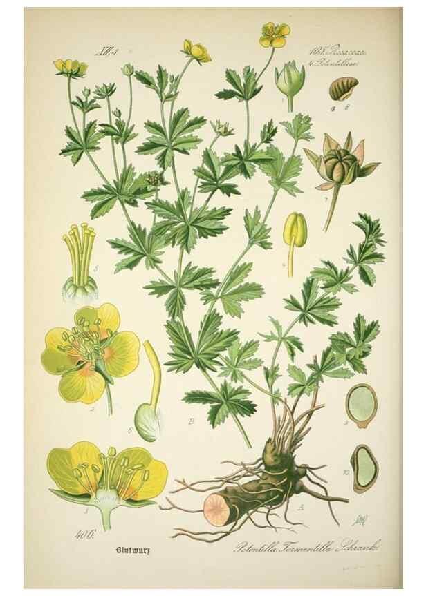 Reproducción/Reproduction 7982411499: Prof. Dr. Thomé's Flora von Deutschland, Österreich und der Schweiz, in Wort und Bild, für Schule und Haus ; mit ... Tafeln ... von Walter Müller.. Gera-Untermhaus :F.E. Köhler,1886-1934.