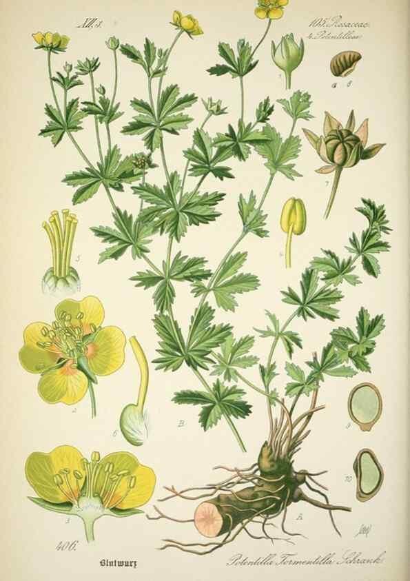 Reproducción/Reproduction 7982411499: Prof. Dr. Thomé's Flora von Deutschland, Österreich und der Schweiz, in Wort und Bild, für Schule und Haus ; mit ... Tafeln ... von Walter Müller.. Gera-Untermhaus :F.E. Köhler,1886-1934.