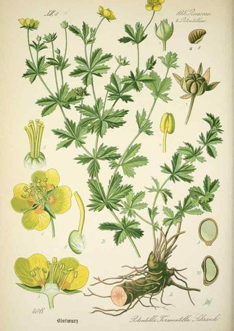 Reproducción/Reproduction 7982411499: Prof. Dr. Thomé's Flora von Deutschland, Österreich und der Schweiz, in Wort und Bild, für Schule und Haus ; mit ... Tafeln ... von Walter Müller.. Gera-Untermhaus :F.E. Köhler,1886-1934.