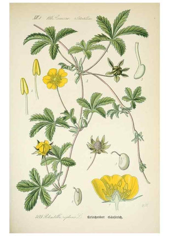 Reproducción/Reproduction 7982414102: Prof. Dr. Thomé's Flora von Deutschland, Österreich und der Schweiz, in Wort und Bild, für Schule und Haus ; mit ... Tafeln ... von Walter Müller.. Gera-Untermhaus :F.E. Köhler,1886-1934.