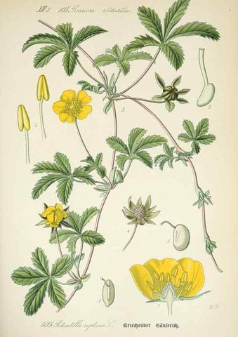 Reproducción/Reproduction 7982414102: Prof. Dr. Thomé's Flora von Deutschland, Österreich und der Schweiz, in Wort und Bild, für Schule und Haus ; mit ... Tafeln ... von Walter Müller.. Gera-Untermhaus :F.E. Köhler,1886-1934.
