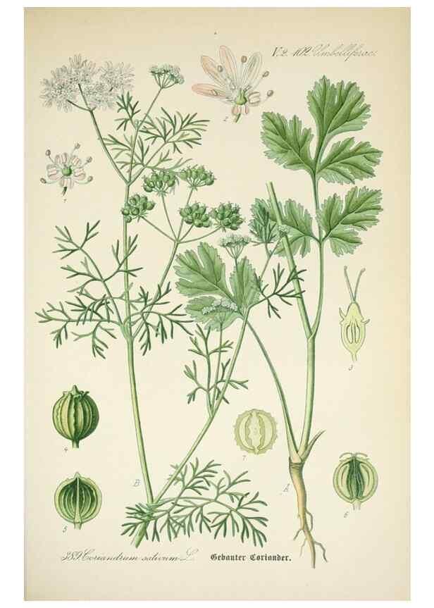 Reproducción/Reproduction 7982407094: Prof. Dr. Thomé's Flora von Deutschland, Österreich und der Schweiz, in Wort und Bild, für Schule und Haus ; mit ... Tafeln ... von Walter Müller.. Gera-Untermhaus :F.E. Köhler,1886-1934.