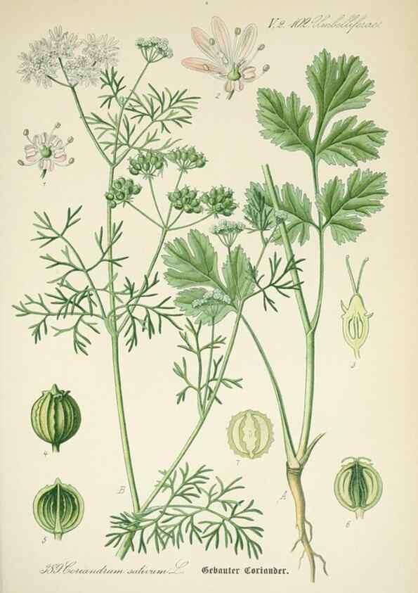 Reproducción/Reproduction 7982407094: Prof. Dr. Thomé's Flora von Deutschland, Österreich und der Schweiz, in Wort und Bild, für Schule und Haus ; mit ... Tafeln ... von Walter Müller.. Gera-Untermhaus :F.E. Köhler,1886-1934.