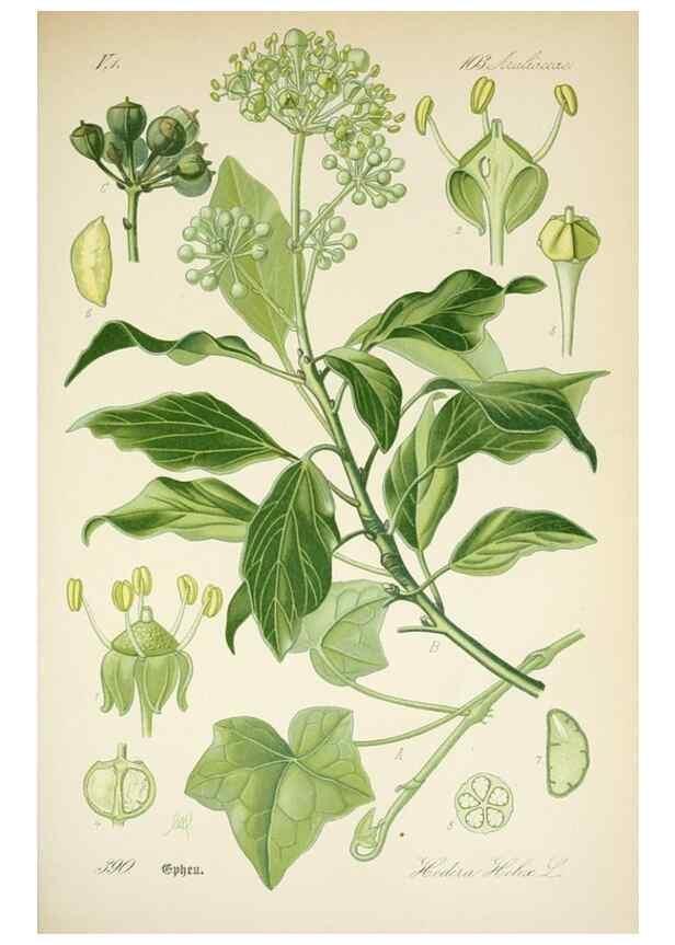 Reproducción/Reproduction 7982404679: Prof. Dr. Thomé's Flora von Deutschland, Österreich und der Schweiz, in Wort und Bild, für Schule und Haus ; mit ... Tafeln ... von Walter Müller.. Gera-Untermhaus :F.E. Köhler,1886-1934.