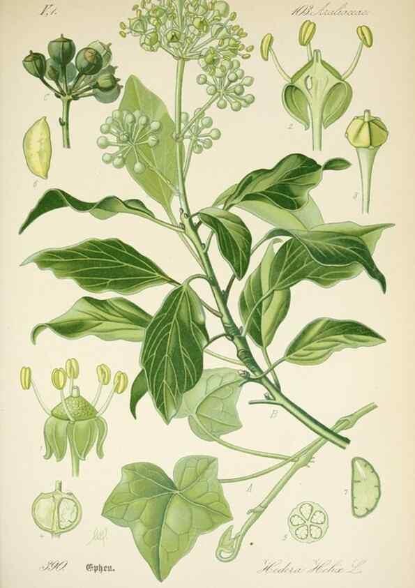 Reproducción/Reproduction 7982404679: Prof. Dr. Thomé's Flora von Deutschland, Österreich und der Schweiz, in Wort und Bild, für Schule und Haus ; mit ... Tafeln ... von Walter Müller.. Gera-Untermhaus :F.E. Köhler,1886-1934.