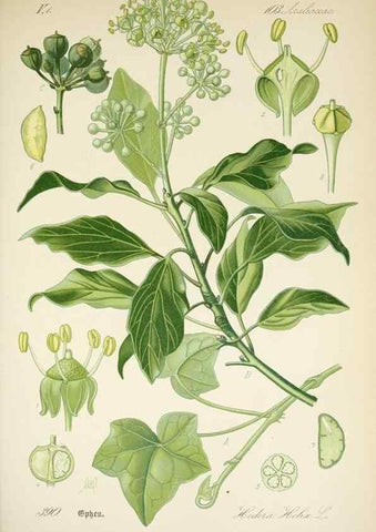 Reproducción/Reproduction 7982404679: Prof. Dr. Thomé's Flora von Deutschland, Österreich und der Schweiz, in Wort und Bild, für Schule und Haus ; mit ... Tafeln ... von Walter Müller.. Gera-Untermhaus :F.E. Köhler,1886-1934.