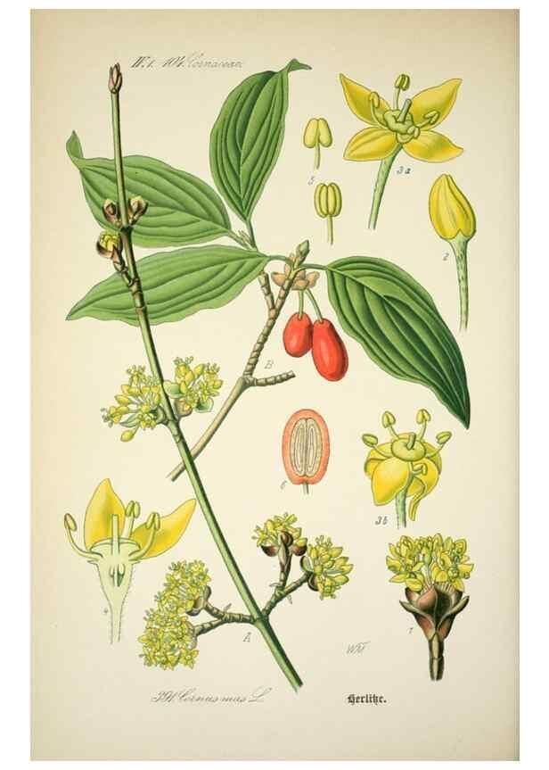 Reproducción/Reproduction 7982407952: Prof. Dr. Thomé's Flora von Deutschland, Österreich und der Schweiz, in Wort und Bild, für Schule und Haus ; mit ... Tafeln ... von Walter Müller.. Gera-Untermhaus :F.E. Köhler,1886-1934.