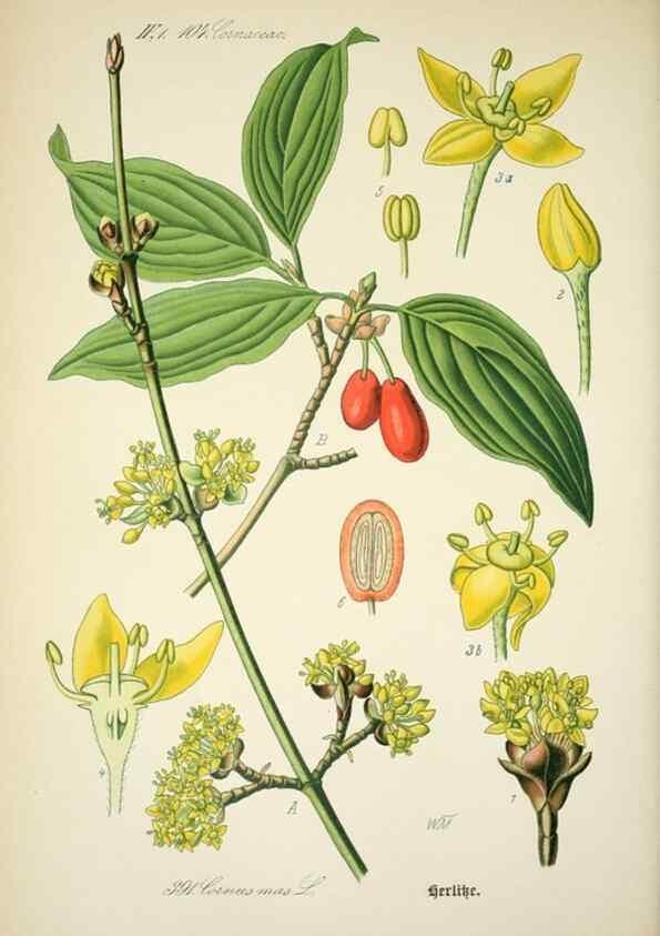 Reproducción/Reproduction 7982407952: Prof. Dr. Thomé's Flora von Deutschland, Österreich und der Schweiz, in Wort und Bild, für Schule und Haus ; mit ... Tafeln ... von Walter Müller.. Gera-Untermhaus :F.E. Köhler,1886-1934.