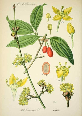 Reproducción/Reproduction 7982407952: Prof. Dr. Thomé's Flora von Deutschland, Österreich und der Schweiz, in Wort und Bild, für Schule und Haus ; mit ... Tafeln ... von Walter Müller.. Gera-Untermhaus :F.E. Köhler,1886-1934.