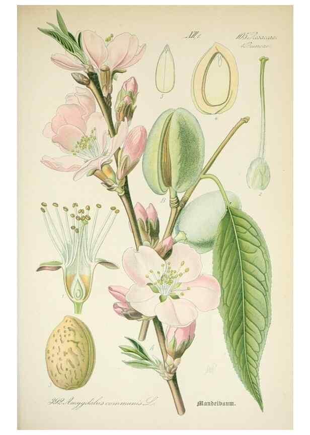 Reproducción/Reproduction 7982405463: Prof. Dr. Thomé's Flora von Deutschland, Österreich und der Schweiz, in Wort und Bild, für Schule und Haus ; mit ... Tafeln ... von Walter Müller.. Gera-Untermhaus :F.E. Köhler,1886-1934.