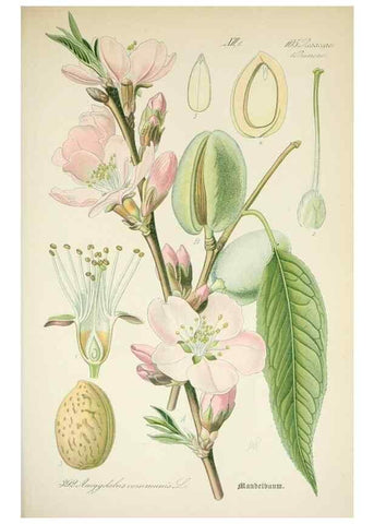 Reproducción/Reproduction 7982405463: Prof. Dr. Thomé's Flora von Deutschland, Österreich und der Schweiz, in Wort und Bild, für Schule und Haus ; mit ... Tafeln ... von Walter Müller.. Gera-Untermhaus :F.E. Köhler,1886-1934.