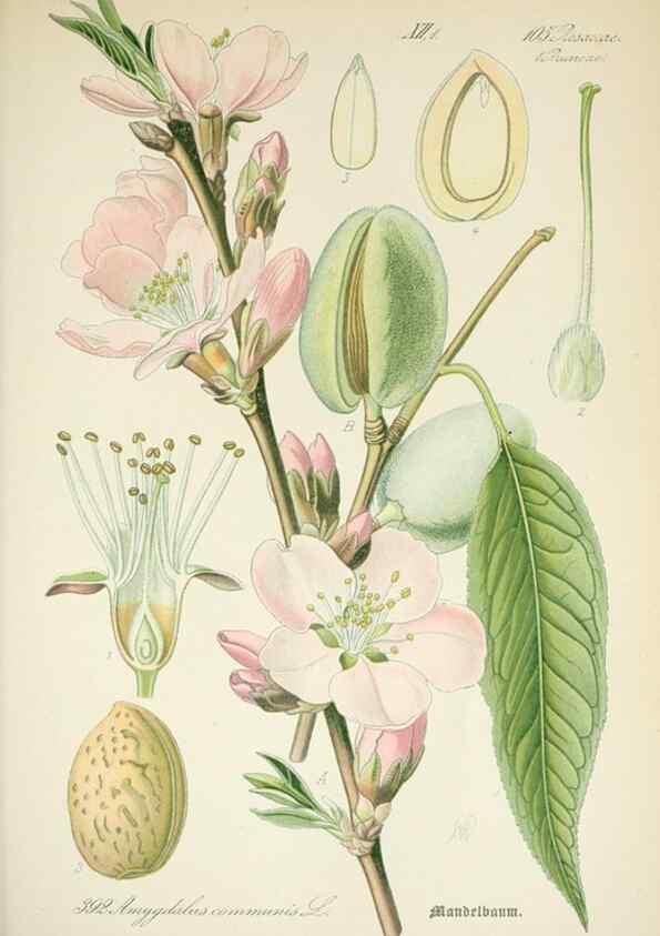 Reproducción/Reproduction 7982405463: Prof. Dr. Thomé's Flora von Deutschland, Österreich und der Schweiz, in Wort und Bild, für Schule und Haus ; mit ... Tafeln ... von Walter Müller.. Gera-Untermhaus :F.E. Köhler,1886-1934.