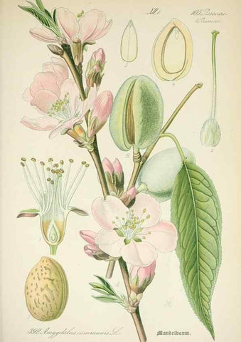 Reproducción/Reproduction 7982405463: Prof. Dr. Thomé's Flora von Deutschland, Österreich und der Schweiz, in Wort und Bild, für Schule und Haus ; mit ... Tafeln ... von Walter Müller.. Gera-Untermhaus :F.E. Köhler,1886-1934.