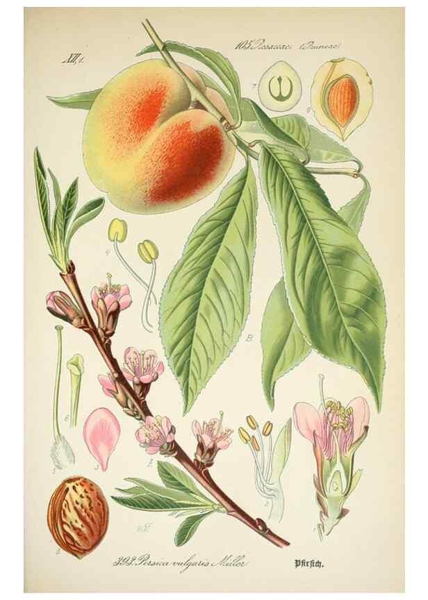 Reproducción/Reproduction 7982408858: Prof. Dr. Thomé's Flora von Deutschland, Österreich und der Schweiz, in Wort und Bild, für Schule und Haus ; mit ... Tafeln ... von Walter Müller.. Gera-Untermhaus :F.E. Köhler,1886-1934.