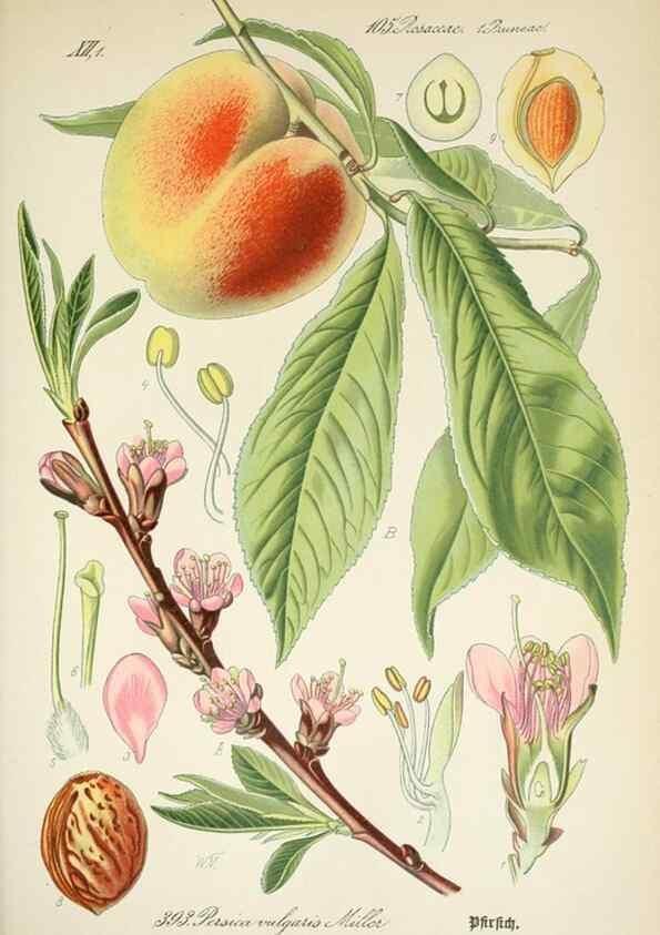 Reproducción/Reproduction 7982408858: Prof. Dr. Thomé's Flora von Deutschland, Österreich und der Schweiz, in Wort und Bild, für Schule und Haus ; mit ... Tafeln ... von Walter Müller.. Gera-Untermhaus :F.E. Köhler,1886-1934.