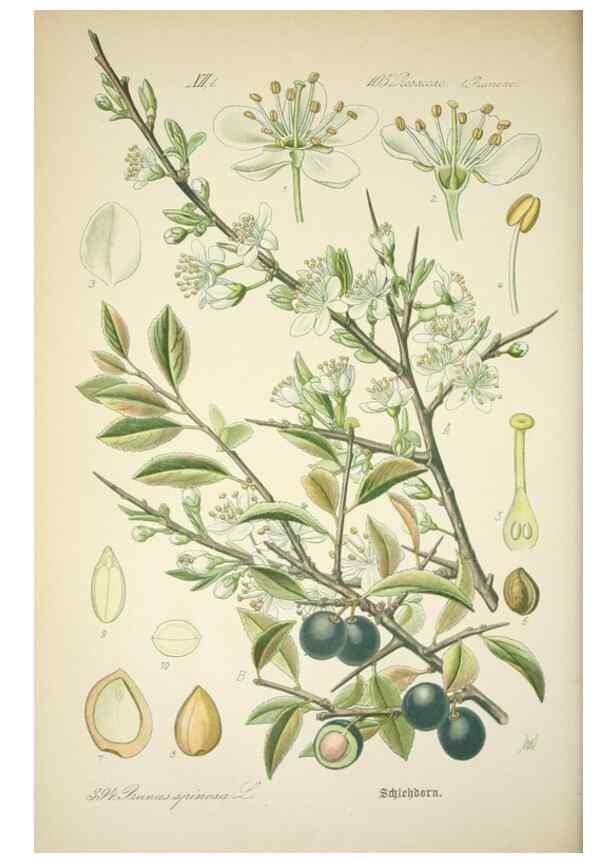 Reproducción/Reproduction 7982406327: Prof. Dr. Thomé's Flora von Deutschland, Österreich und der Schweiz, in Wort und Bild, für Schule und Haus ; mit ... Tafeln ... von Walter Müller.. Gera-Untermhaus :F.E. Köhler,1886-1934.