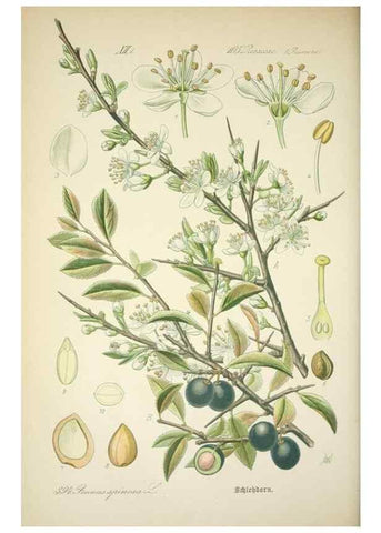 Reproducción/Reproduction 7982406327: Prof. Dr. Thomé's Flora von Deutschland, Österreich und der Schweiz, in Wort und Bild, für Schule und Haus ; mit ... Tafeln ... von Walter Müller.. Gera-Untermhaus :F.E. Köhler,1886-1934.