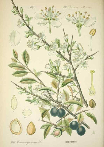 Reproducción/Reproduction 7982406327: Prof. Dr. Thomé's Flora von Deutschland, Österreich und der Schweiz, in Wort und Bild, für Schule und Haus ; mit ... Tafeln ... von Walter Müller.. Gera-Untermhaus :F.E. Köhler,1886-1934.