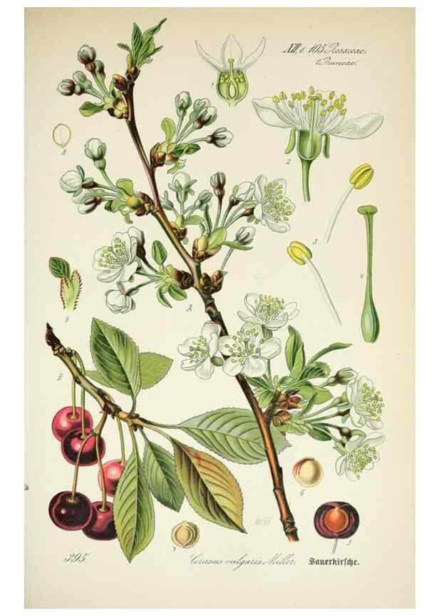 Reproducción/Reproduction 7982406755: Prof. Dr. Thomé's Flora von Deutschland, Österreich und der Schweiz, in Wort und Bild, für Schule und Haus ; mit ... Tafeln ... von Walter Müller.. Gera-Untermhaus :F.E. Köhler,1886-1934.