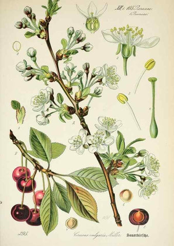 Reproducción/Reproduction 7982406755: Prof. Dr. Thomé's Flora von Deutschland, Österreich und der Schweiz, in Wort und Bild, für Schule und Haus ; mit ... Tafeln ... von Walter Müller.. Gera-Untermhaus :F.E. Köhler,1886-1934.