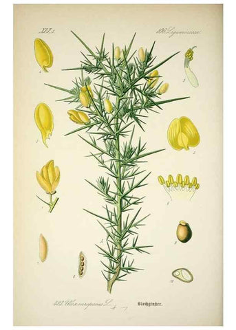 Reproducción/Reproduction 7982422468: Prof. Dr. Thomé's Flora von Deutschland, Österreich und der Schweiz, in Wort und Bild, für Schule und Haus ; mit ... Tafeln ... von Walter Müller.. Gera-Untermhaus :F.E. Köhler,1886-1934.