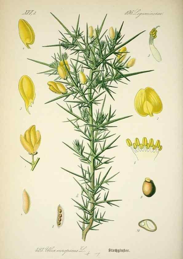 Reproducción/Reproduction 7982422468: Prof. Dr. Thomé's Flora von Deutschland, Österreich und der Schweiz, in Wort und Bild, für Schule und Haus ; mit ... Tafeln ... von Walter Müller.. Gera-Untermhaus :F.E. Köhler,1886-1934.