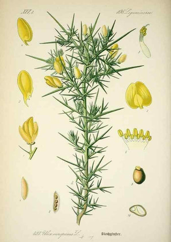 Reproducción/Reproduction 7982422468: Prof. Dr. Thomé's Flora von Deutschland, Österreich und der Schweiz, in Wort und Bild, für Schule und Haus ; mit ... Tafeln ... von Walter Müller.. Gera-Untermhaus :F.E. Köhler,1886-1934.