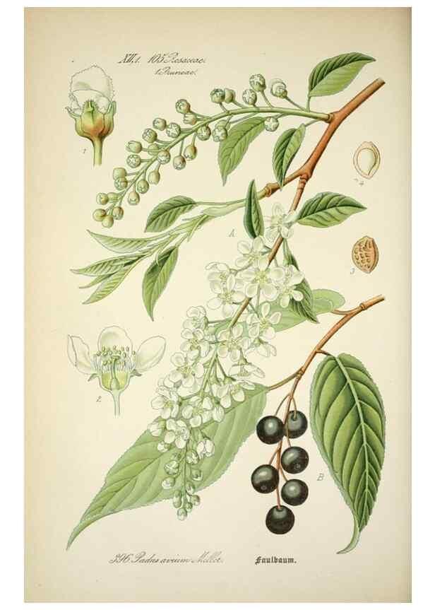 Reproducción/Reproduction 7982410166: Prof. Dr. Thomé's Flora von Deutschland, Österreich und der Schweiz, in Wort und Bild, für Schule und Haus ; mit ... Tafeln ... von Walter Müller.. Gera-Untermhaus :F.E. Köhler,1886-1934.