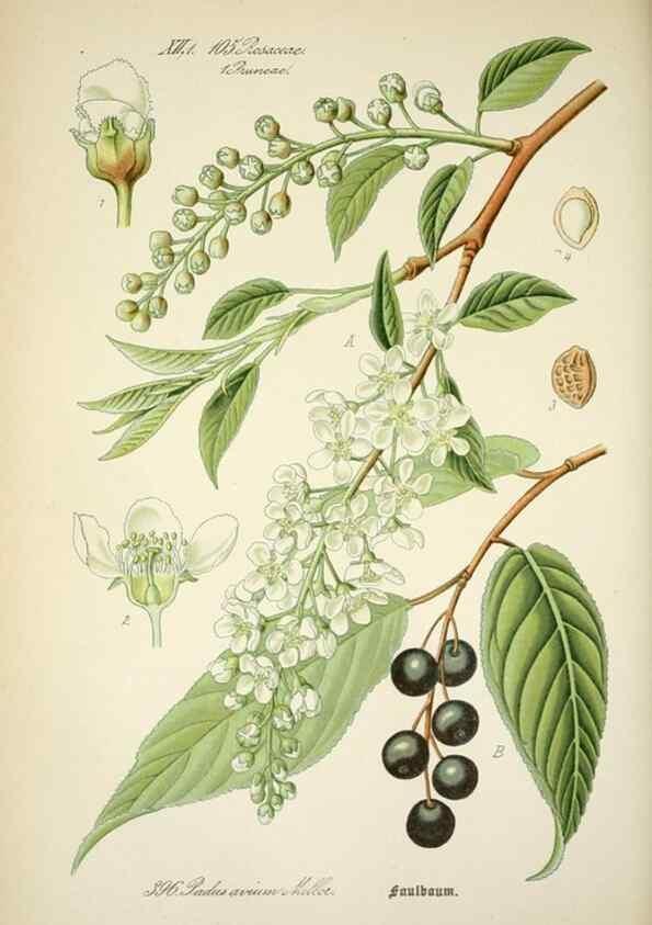 Reproducción/Reproduction 7982410166: Prof. Dr. Thomé's Flora von Deutschland, Österreich und der Schweiz, in Wort und Bild, für Schule und Haus ; mit ... Tafeln ... von Walter Müller.. Gera-Untermhaus :F.E. Köhler,1886-1934.