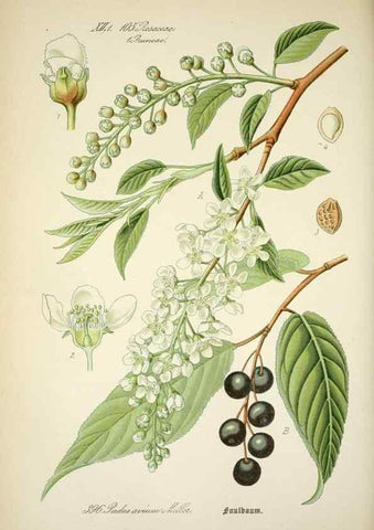 Reproducción/Reproduction 7982410166: Prof. Dr. Thomé's Flora von Deutschland, Österreich und der Schweiz, in Wort und Bild, für Schule und Haus ; mit ... Tafeln ... von Walter Müller.. Gera-Untermhaus :F.E. Köhler,1886-1934.
