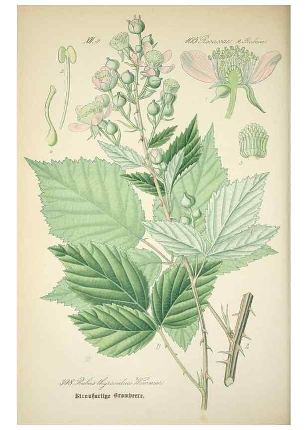 Reproducción/Reproduction 7982408071: Prof. Dr. Thomé's Flora von Deutschland, Österreich und der Schweiz, in Wort und Bild, für Schule und Haus ; mit ... Tafeln ... von Walter Müller.. Gera-Untermhaus :F.E. Köhler,1886-1934.