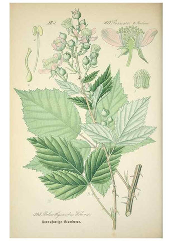 Reproducción/Reproduction 7982408071: Prof. Dr. Thomé's Flora von Deutschland, Österreich und der Schweiz, in Wort und Bild, für Schule und Haus ; mit ... Tafeln ... von Walter Müller.. Gera-Untermhaus :F.E. Köhler,1886-1934.