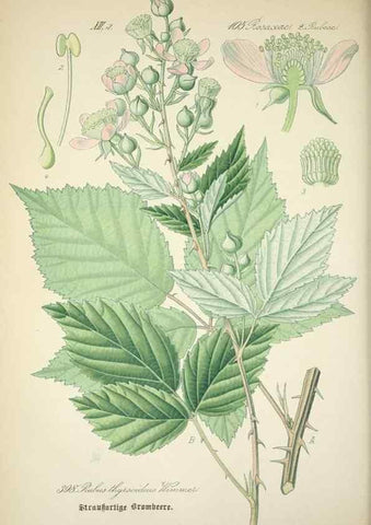 Reproducción/Reproduction 7982408071: Prof. Dr. Thomé's Flora von Deutschland, Österreich und der Schweiz, in Wort und Bild, für Schule und Haus ; mit ... Tafeln ... von Walter Müller.. Gera-Untermhaus :F.E. Köhler,1886-1934.