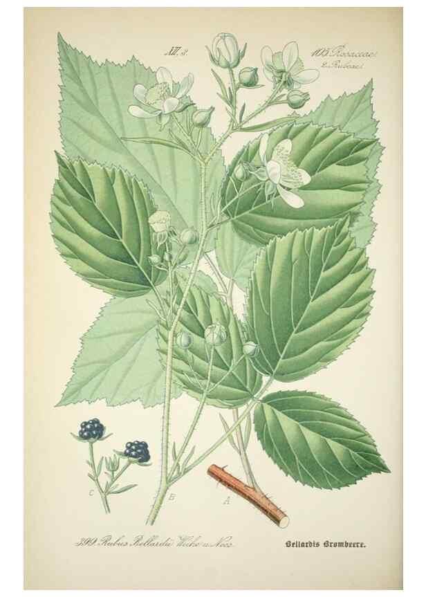 Reproducción/Reproduction 7982408491: Prof. Dr. Thomé's Flora von Deutschland, Österreich und der Schweiz, in Wort und Bild, für Schule und Haus ; mit ... Tafeln ... von Walter Müller.. Gera-Untermhaus :F.E. Köhler,1886-1934.