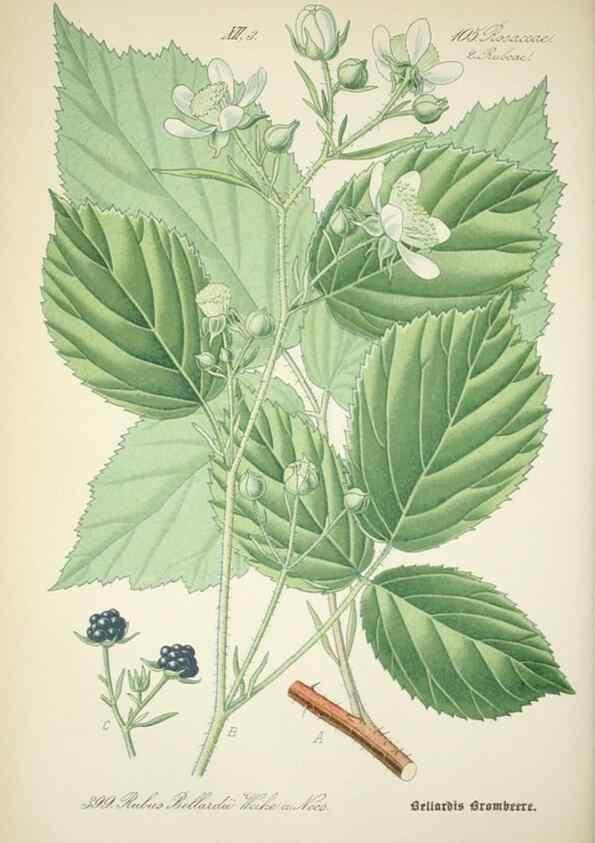 Reproducción/Reproduction 7982408491: Prof. Dr. Thomé's Flora von Deutschland, Österreich und der Schweiz, in Wort und Bild, für Schule und Haus ; mit ... Tafeln ... von Walter Müller.. Gera-Untermhaus :F.E. Köhler,1886-1934.
