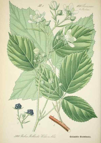 Reproducción/Reproduction 7982408491: Prof. Dr. Thomé's Flora von Deutschland, Österreich und der Schweiz, in Wort und Bild, für Schule und Haus ; mit ... Tafeln ... von Walter Müller.. Gera-Untermhaus :F.E. Köhler,1886-1934.