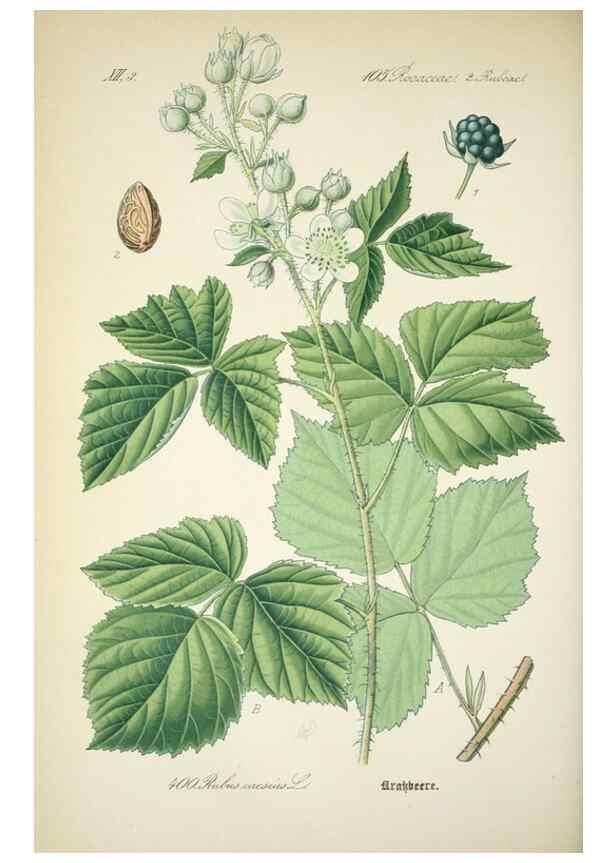 Reproducción/Reproduction 7982408873: Prof. Dr. Thomé's Flora von Deutschland, Österreich und der Schweiz, in Wort und Bild, für Schule und Haus ; mit ... Tafeln ... von Walter Müller.. Gera-Untermhaus :F.E. Köhler,1886-1934.