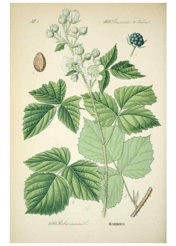 Reproducción/Reproduction 7982408873: Prof. Dr. Thomé's Flora von Deutschland, Österreich und der Schweiz, in Wort und Bild, für Schule und Haus ; mit ... Tafeln ... von Walter Müller.. Gera-Untermhaus :F.E. Köhler,1886-1934.
