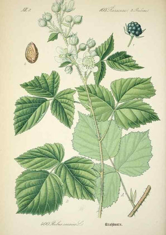 Reproducción/Reproduction 7982408873: Prof. Dr. Thomé's Flora von Deutschland, Österreich und der Schweiz, in Wort und Bild, für Schule und Haus ; mit ... Tafeln ... von Walter Müller.. Gera-Untermhaus :F.E. Köhler,1886-1934.