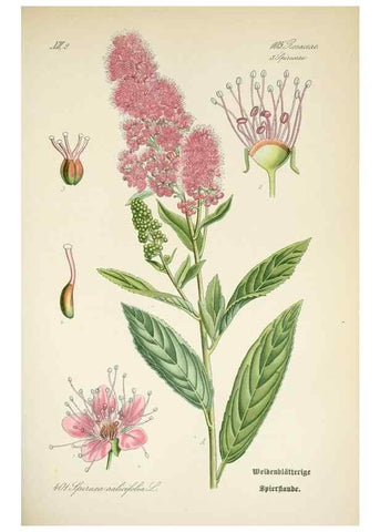 Reproducción/Reproduction 7982409343: Prof. Dr. Thomé's Flora von Deutschland, Österreich und der Schweiz, in Wort und Bild, für Schule und Haus ; mit ... Tafeln ... von Walter Müller.. Gera-Untermhaus :F.E. Köhler,1886-1934.