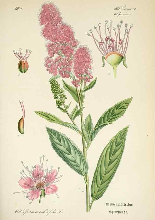 Reproducción/Reproduction 7982409343: Prof. Dr. Thomé's Flora von Deutschland, Österreich und der Schweiz, in Wort und Bild, für Schule und Haus ; mit ... Tafeln ... von Walter Müller.. Gera-Untermhaus :F.E. Köhler,1886-1934.
