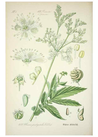Reproducción/Reproduction 7982409709: Prof. Dr. Thomé's Flora von Deutschland, Österreich und der Schweiz, in Wort und Bild, für Schule und Haus ; mit ... Tafeln ... von Walter Müller.. Gera-Untermhaus :F.E. Köhler,1886-1934.