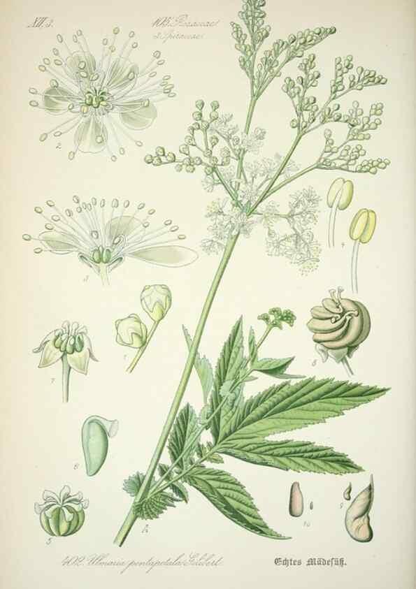 Reproducción/Reproduction 7982409709: Prof. Dr. Thomé's Flora von Deutschland, Österreich und der Schweiz, in Wort und Bild, für Schule und Haus ; mit ... Tafeln ... von Walter Müller.. Gera-Untermhaus :F.E. Köhler,1886-1934.