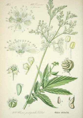 Reproducción/Reproduction 7982409709: Prof. Dr. Thomé's Flora von Deutschland, Österreich und der Schweiz, in Wort und Bild, für Schule und Haus ; mit ... Tafeln ... von Walter Müller.. Gera-Untermhaus :F.E. Köhler,1886-1934.
