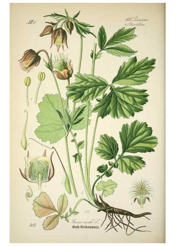 Reproducción/Reproduction 7982410125: Prof. Dr. Thomé's Flora von Deutschland, Österreich und der Schweiz, in Wort und Bild, für Schule und Haus ; mit ... Tafeln ... von Walter Müller.. Gera-Untermhaus :F.E. Köhler,1886-1934.