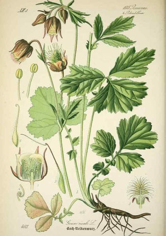 Reproducción/Reproduction 7982410125: Prof. Dr. Thomé's Flora von Deutschland, Österreich und der Schweiz, in Wort und Bild, für Schule und Haus ; mit ... Tafeln ... von Walter Müller.. Gera-Untermhaus :F.E. Köhler,1886-1934.