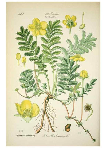 Reproducción/Reproduction 7982413748: Prof. Dr. Thomé's Flora von Deutschland, Österreich und der Schweiz, in Wort und Bild, für Schule und Haus ; mit ... Tafeln ... von Walter Müller.. Gera-Untermhaus :F.E. Köhler,1886-1934.